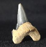 Cretalamna borealis (PRIEM 1897) - Bild &copy; FossNet FossilienStore